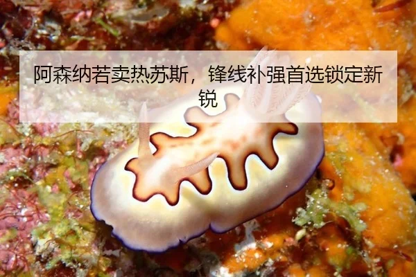 阿森纳若卖热苏斯，锋线补强首选锁定新锐